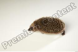 Whole Body Hedgehog